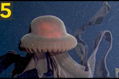 15 Amazing Looking Jellyfish