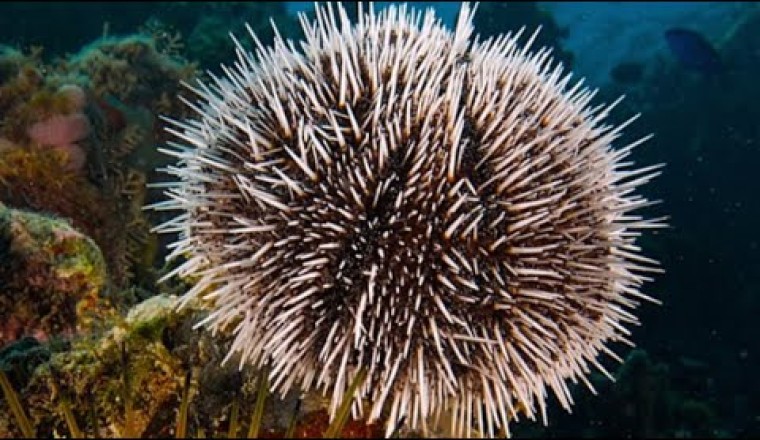 Facts: The Sea Urchin