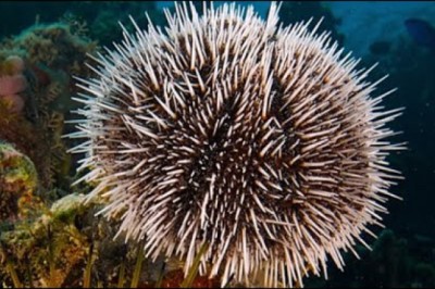Facts: The Sea Urchin