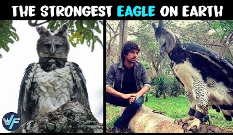 Harpy Eagle - The Strongest Eagle on Earth