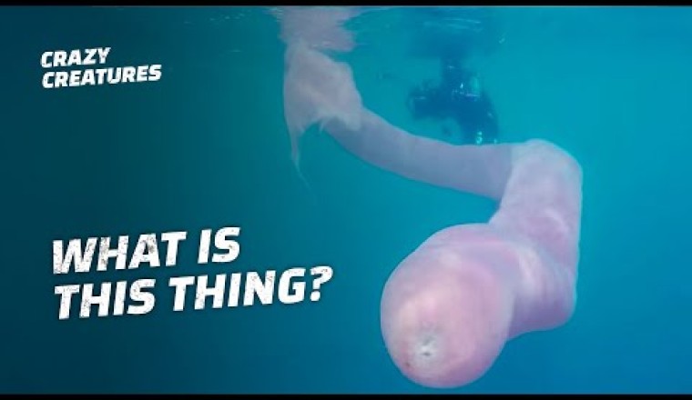 Have You Ever Seen a Pyrosome: The Giant Glowing Sea Worm?