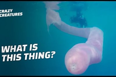 Have You Ever Seen a Pyrosome: The Giant Glowing Sea Worm?