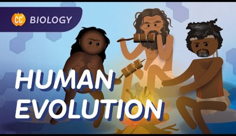 How Did Humans Evolve?