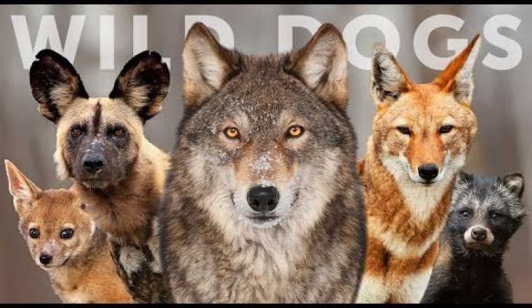 All 15 Species of Wild Dog (Wolves, Jackals and Dogs)