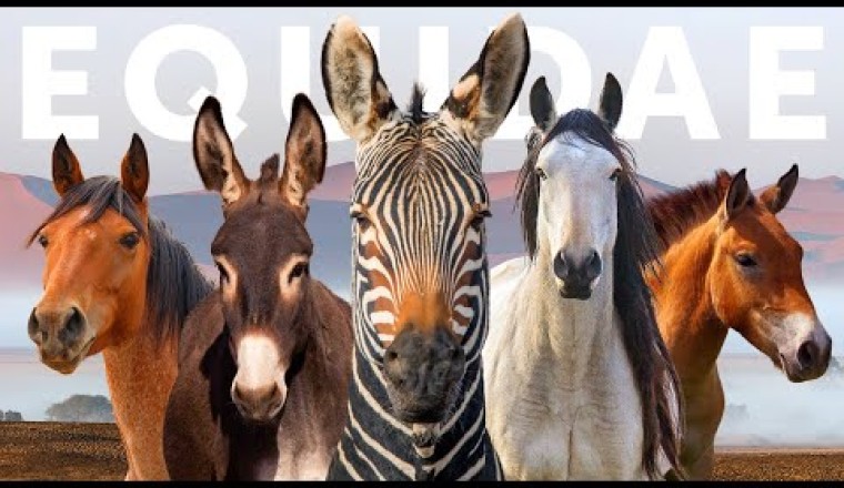All 9 Equid Species and 9 Beautiful "Wild" Horses