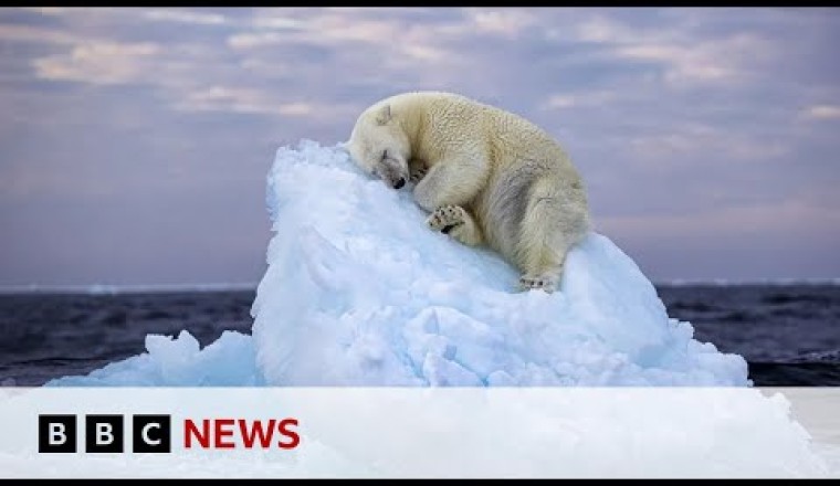 Image of Young Polar Bear Wins Wildlife Photography Award
