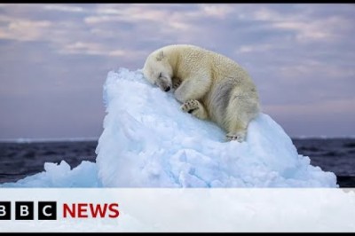 Image of Young Polar Bear Wins Wildlife Photography Award