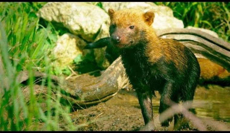 Why Bush Dogs Are So Different From Other Dogs