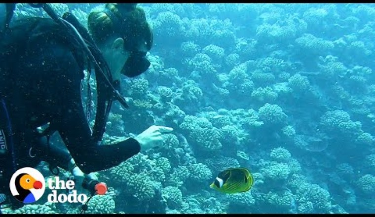 Fish Loves To Greet His Favorite Diver And Bring Her Gifts
