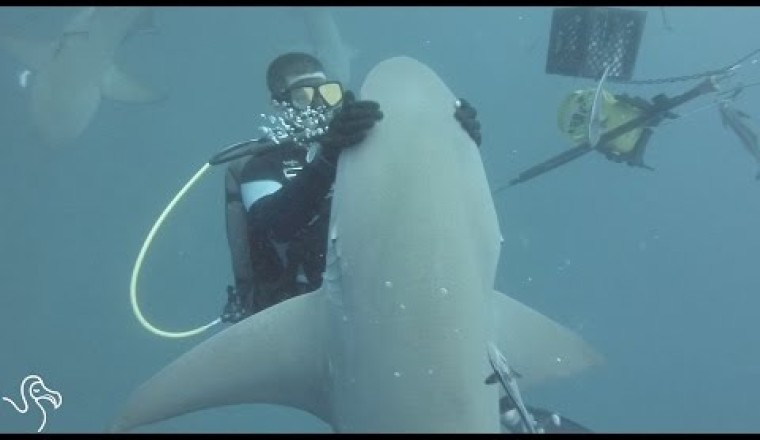 Friendly Sharks