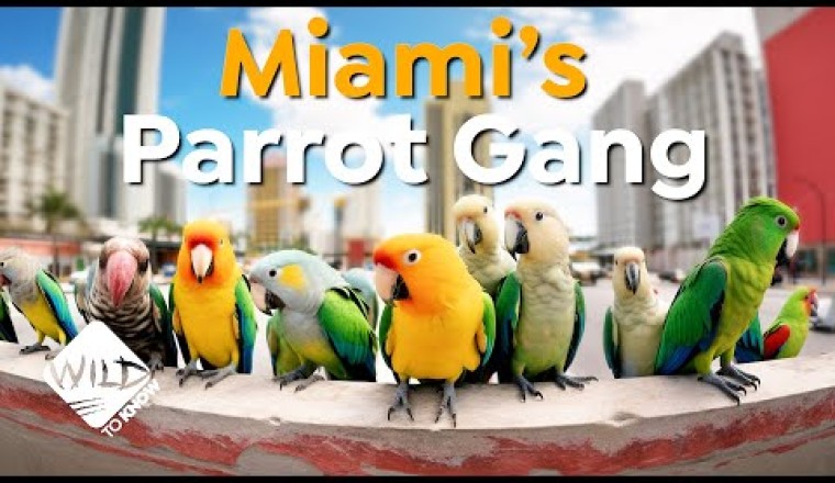 From the Wild to Miami: The Parrot Invasion Story