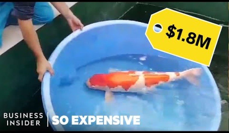 Why Koi Fish Are So Expensive