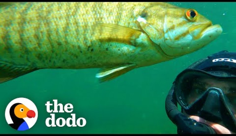 Wild Fish Finds Diver Whenever He Makes This Noise
