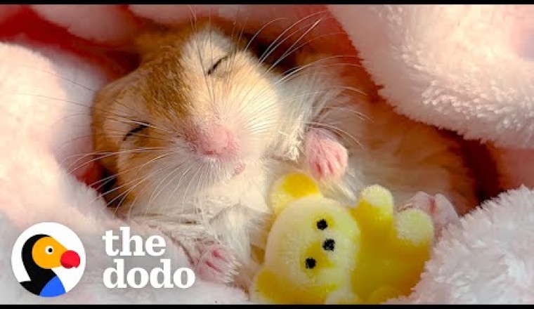 Gerbil Insists On Being Swaddled For His Naps