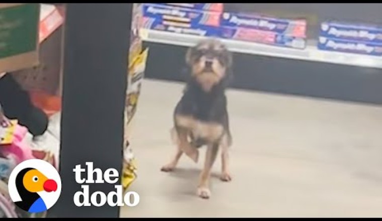 Guy Finds A Stray Dog Inside Dollar General