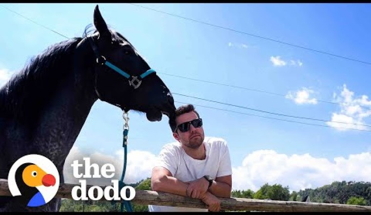 This Horse Fell In Love With Her Mom's Boyfriend