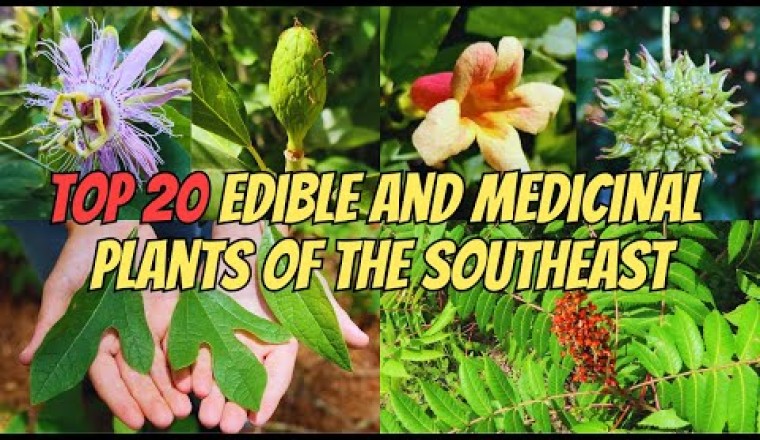 Top 20 Edible and Medicinal Plants of the Southeastern U.S.