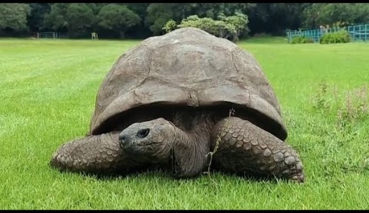 Giant Tortoise Named Jonathan Turns 192 Years Old
