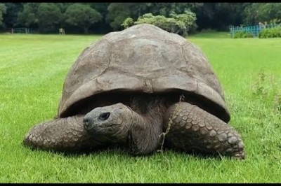 Giant Tortoise Named Jonathan Turns 192 Years Old
