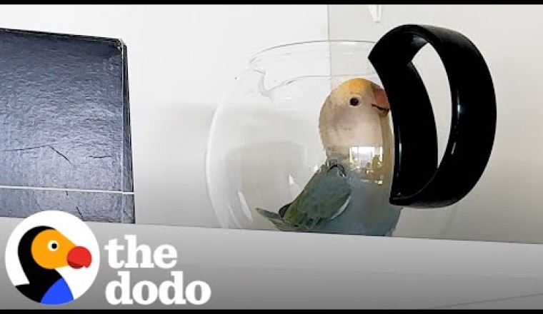 Lovebird Will Go To Any Length To Break Into Kitchen Cupboard