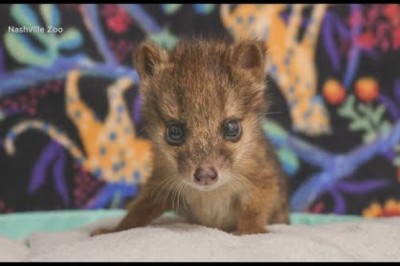 Rare Animal From Madagascar Born at Nashville Zoo