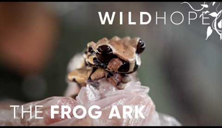 Stopping the Amphibian Apocalypse
