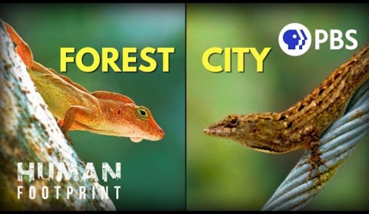 Why Are These Urban Lizards Evolving in Overdrive?