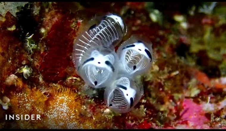 Adorable 'Panda Skeleton' Sea Squirt Identified As New Species