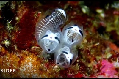 Adorable 'Panda Skeleton' Sea Squirt Identified As New Species