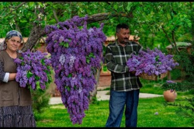 Lilac Flower Jam: Simple Spring Scent Recipe