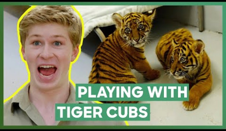 Robert Irwin Plays With Three Tiger Cubs!
