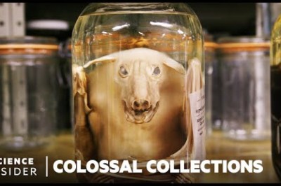 Why 11 Million Embalmed Specimens Are Stored In The Field Museum's Basement