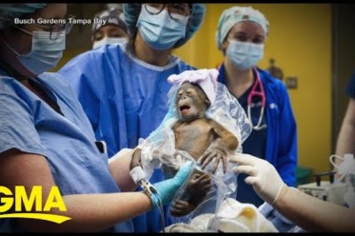 Baby Orangutan Born at Florida Zoo