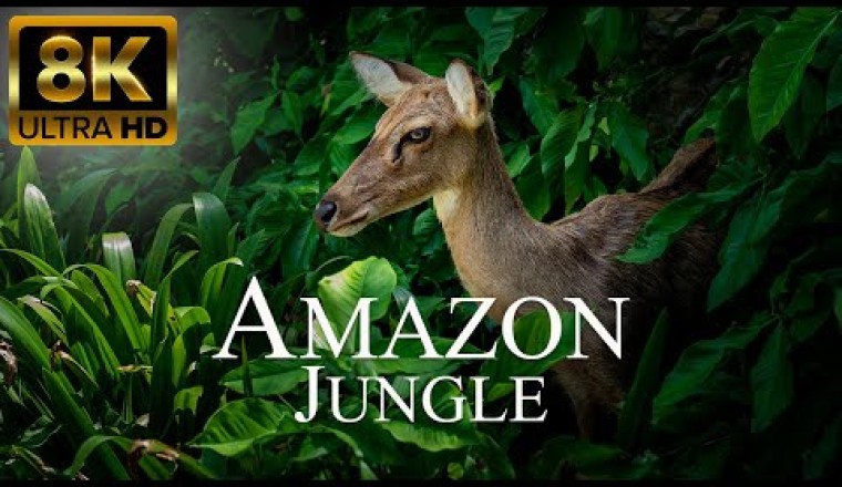 Amazon Jungle  - Wild Animals of Rainforest