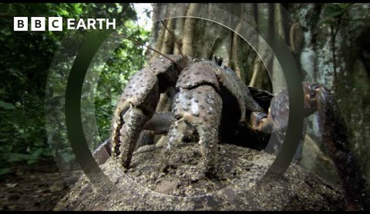 The Colossal Coconut Crab