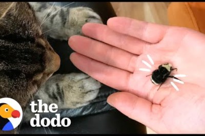 Couple Falls In Love With Wingless Bumblebee