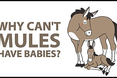 Why Can't Mules Have Babies?