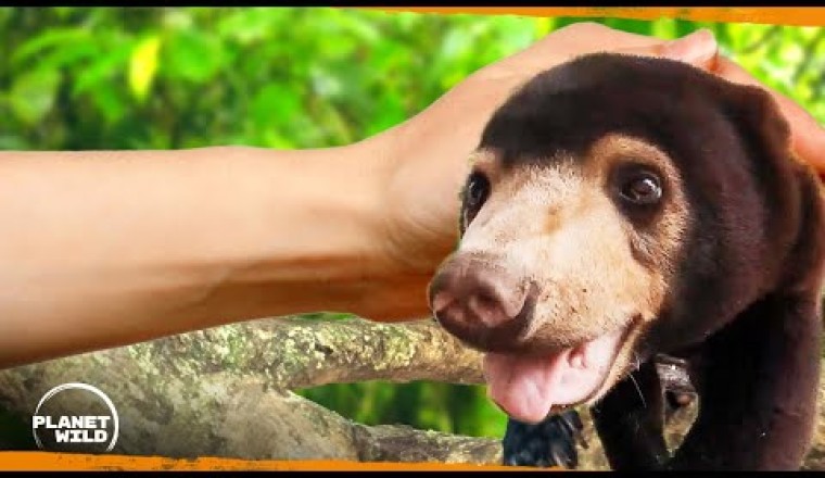 Meet the World’s Smallest Bear