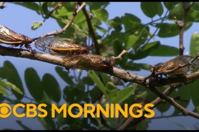 Trillions of Cicadas Emerge After Decades Underground