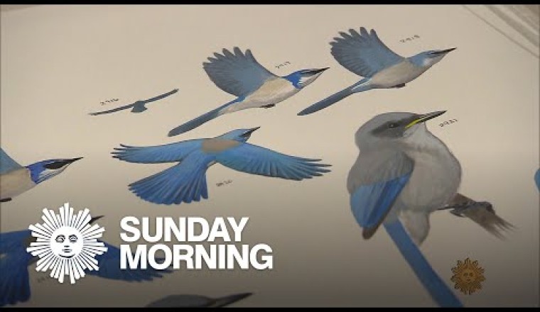 Bird illustrator David Allen Sibley