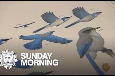 Bird illustrator David Allen Sibley