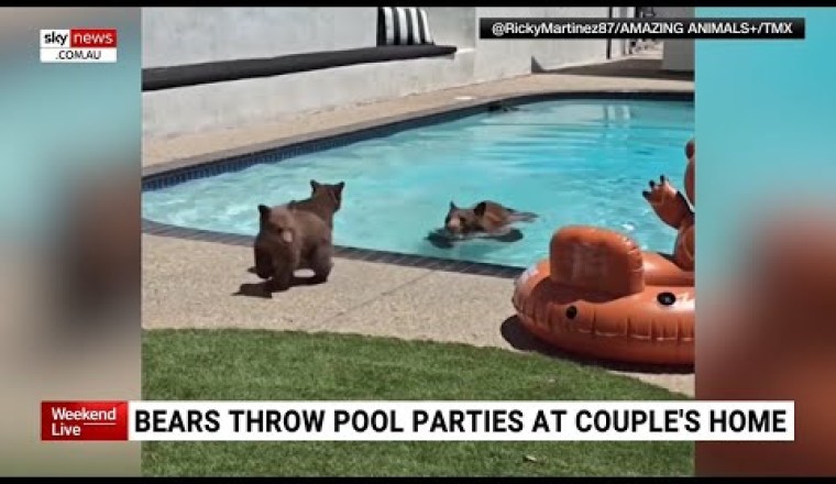 Family of Bears Cool Off in California Couple’s Pool