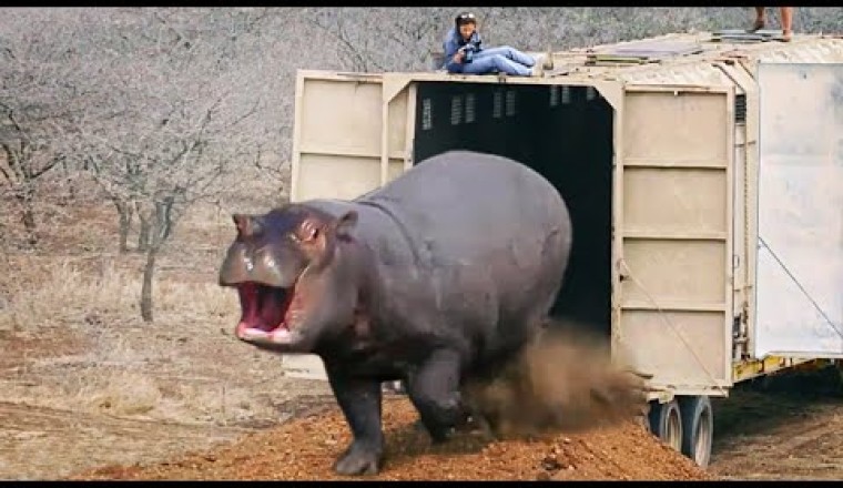 Watch These Animals Being Freed For The First Time