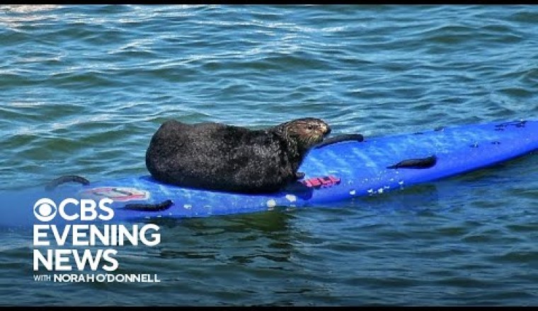 Beloved Surfboard-Stealing Otter Spotted Again off Northern California Coast