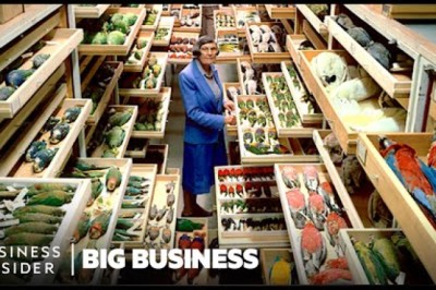 Why 99% Of Smithsonian's Specimens Are Hidden In High-Security