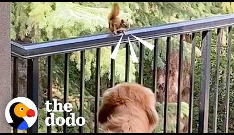 Golden Retriever And His Grandpa Build A Special Gift For His Squirrel BFF