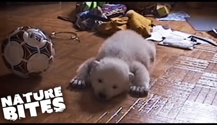 Baby Polar Bear Raised By Humans