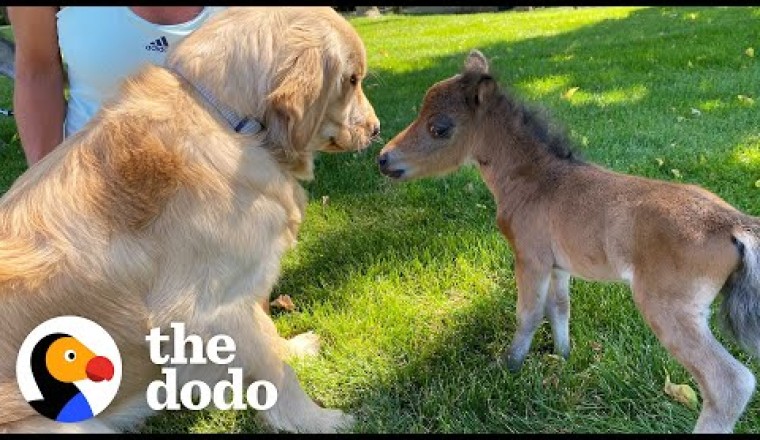 Mini Horse Tries So Hard To Make His Very First Friend