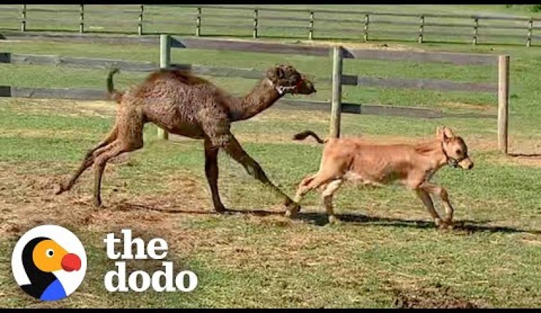 No One Wanted to be Friends with This Rescue Camel — Until a Baby Cow Came Along