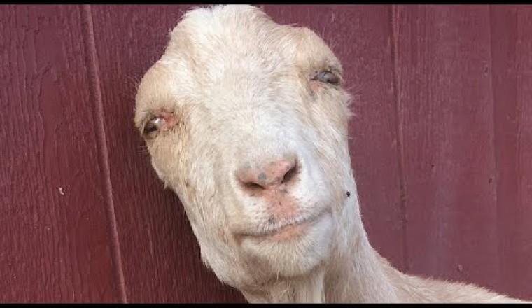 Rescue ‘Mini Goat’ Turns Out To Be Something Else